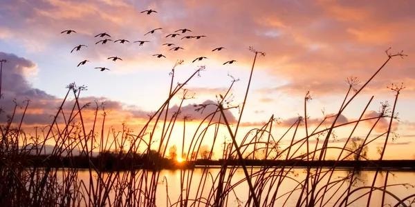 Mallard ducks flying over the marsh at sunrise